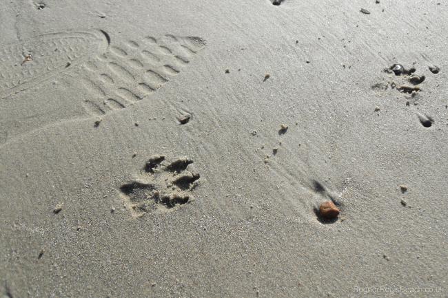 Dog print in sand on the beach