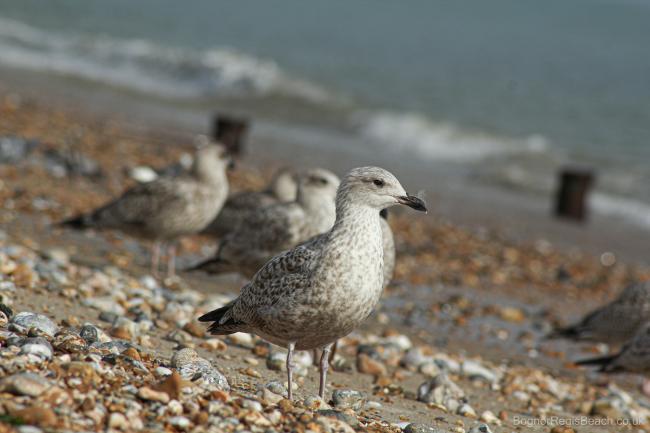 Young herring gull standing on the beach