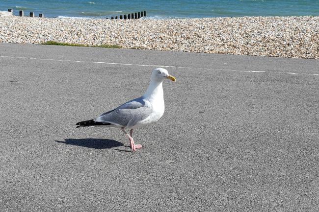 Lone herring gull on the promenade Bognor Regis