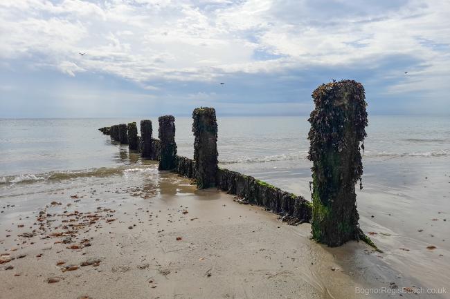 Breakwater with posts and seaweed at low tide