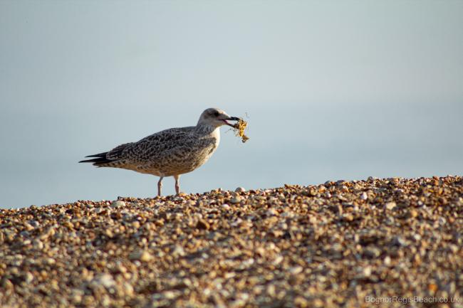 Young gull with dried seaweed in its beak